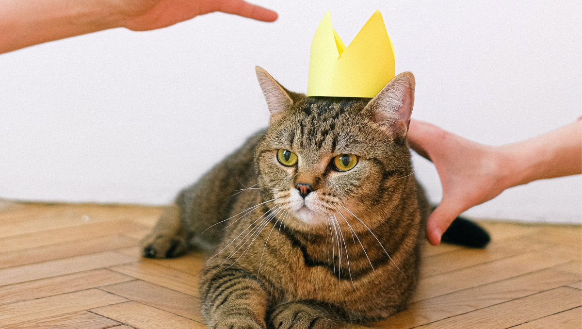 Gato con corona